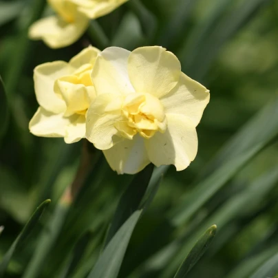 Narcis Cheerfulness - Narcissus - cibuloviny - 3 ks