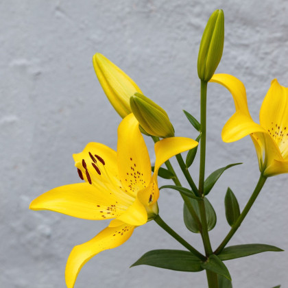 Lilie Yellow Planet - Lilium lancifolium - cibuloviny - 1 ks