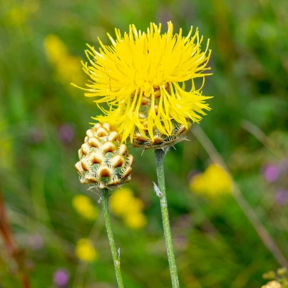 Chrpa luční žlutá - Centaurea cyanus - semena - 50 ks