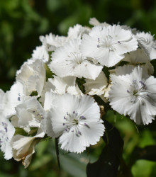 Hvozdík vousatý Sweet William - Dianthus barbatus - semena - 150 ks