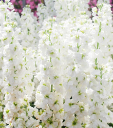 Fiala letní bílá - Matthiola incana - semena - 60 ks