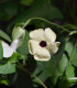 Černooká Zuzana křídlatá bílá - Thunbergia alata - semena - 15 ks