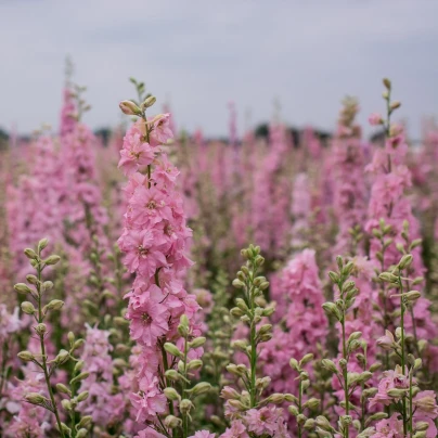 Stračka růžová - Delphinium solida - semena - 100 ks