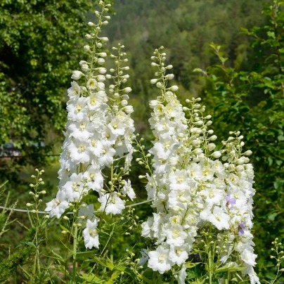 Stračka bílá - Delphinium solida - semena - 100 ks