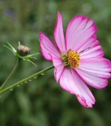 Krásenka zpeřená Fizzy Rose - Cosmos bipinnatus - semena - 80 ks