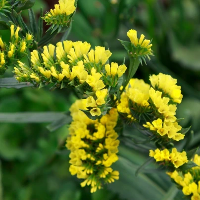 Limonka chobotnatá žlutá - Limonium sinuatum - semena - 30 ks