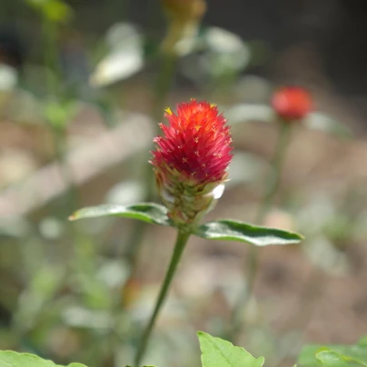 Pestrovka oranžová - Gomphrena haageana - semena - 20 ks