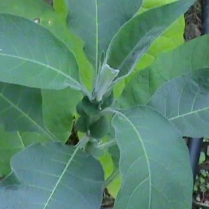 Tabák Madole - Nicotiana tabacum - semena - 20 ks