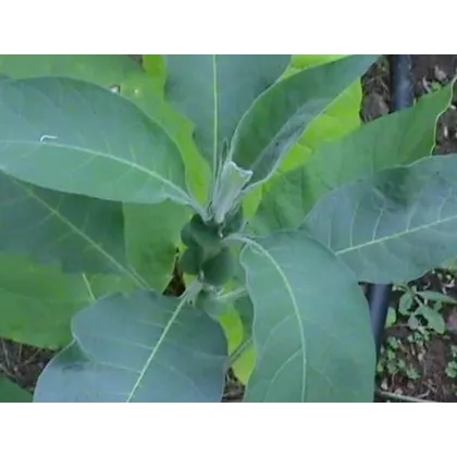 Tabák Madole - Nicotiana tabacum - semena - 20 ks