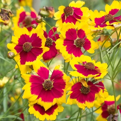 Krásnoočko trpasličí mix - Coreopsis hybrida - semena - 200 ks