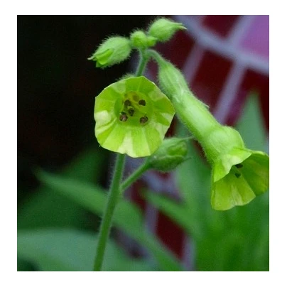 Tabák Jihoamerický - Nicotiana langsdorffii - semena - 25 ks