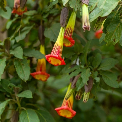 Durman krvavý - Brugmansia sanguinea - semena - 7 ks