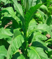Tabák Orinoco - Nicotiana tabacum - semena - 25 ks
