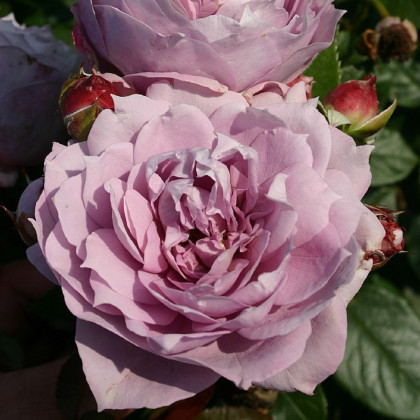 Růže mnohokvětá Novalis - Kordes - Rosa - prostokořenné sazenice růží - 1 ks