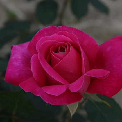 Růže keřová mnohokvětá Pink Peace - Rosa - prostokořenné sazenice růží - 1 ks