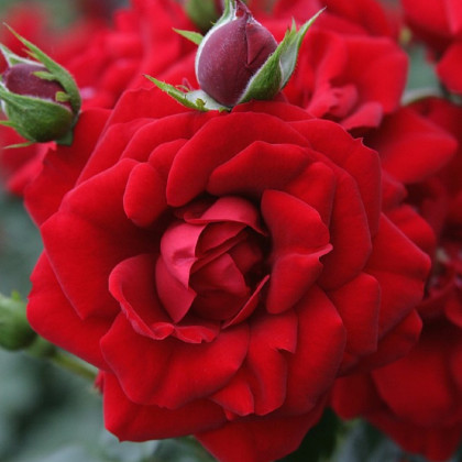 Růže keřová pnoucí Amadeus - Kordes - Rosa - prostokořenné sazenice růží - 1 ks