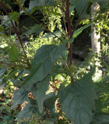 Lebeda zahradní - Atriplex hortensis - semena - 0,5 g