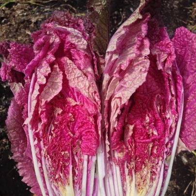 Zelí pekingské Scarvita F1 - Brassica pekinensis - semena - 10 ks