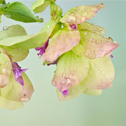 Okrasné oregano Kirigami - Origanum rotundifolia - semena - 18 ks