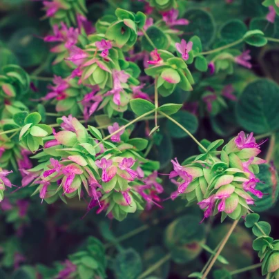 Okrasné oregano Kirigami - Origanum rotundifolia - semena - 18 ks