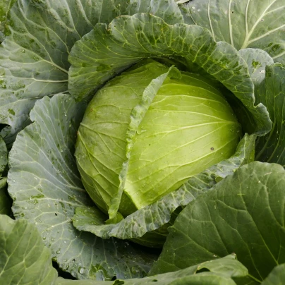 BIO Zelí bílé Marner Lagerweiß - Brassica oleracea - bio semena - 25 ks