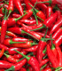 BIO Chilli Kajenský pepř - Capsicum annuum - bio semena - 7 ks