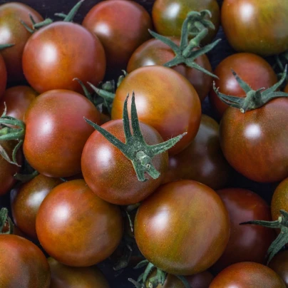 BIO Rajče černé Cherry - Solanum lycopersicum - bio semena - 6 ks