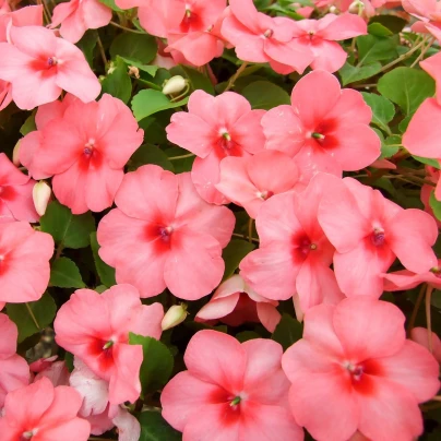 Netýkavka Campos F1 salmon - Impatiens walleriana - semena - 20 ks