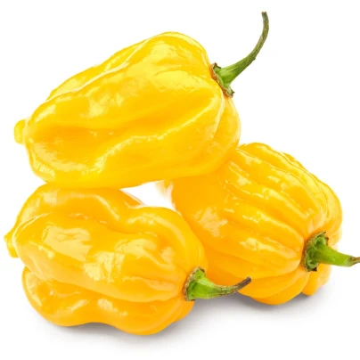 Chilli Big Sun Habanero - Capsicum Chinense - semena - 6 ks