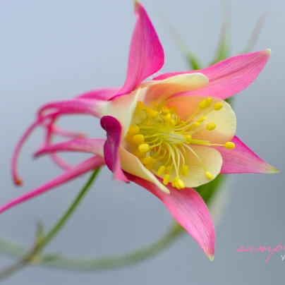 Orlíček velkokvětý Coral - Aquilegia caerulea - semena - 100 ks