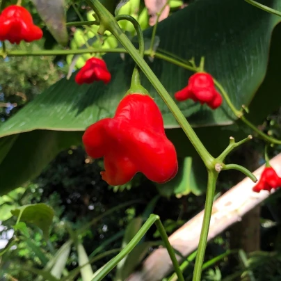 Chilli Bishops Crown - Capsicum baccatum - semena - 6 ks