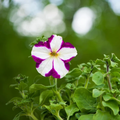 Petúnie Musica F1 Purple Star - Petunia x grandiflora - semena - 30 ks