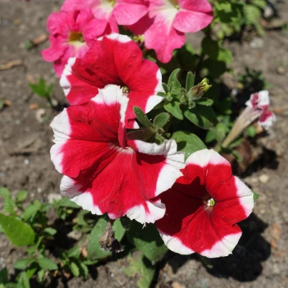 Petúnie Musica F1 Red Frost - Petunia x grandiflora - semena - 30 ks