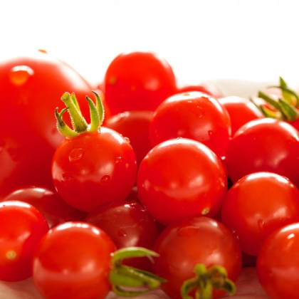 Divoké rajče Rote Murmel - Solanum pimpinellifolium - semena - 10 ks