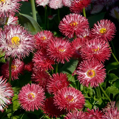 Sedmikráska Roggli červená - Bellis perennis - semena - 50 ks