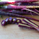 BIO Mrkev fialová Gniff  - Daucus carota - bio semena - 400 ks