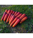 BIO Mrkev raná Rouge Sang - Daucus carota - bio semena - 200 ks