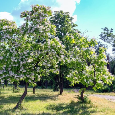 Katalpa trubačovitá - Catalpa bignonioides - semena - 8 ks