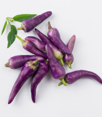 Chilli Jalapeno fialové - Capsicum annuum - semena - 6 ks