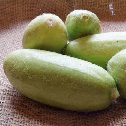 Zeleninový meloun Carosello Baresey - Cucumis flexuosus - semena - 7 ks