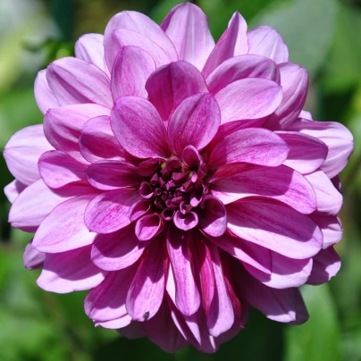 Jiřinka Fascination - Dahlia - cibuloviny - 1 ks