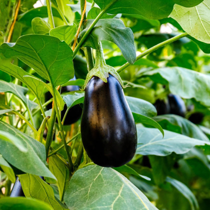 BIO Lilek Meronda - Solanum melongena - bio semena - 15 ks