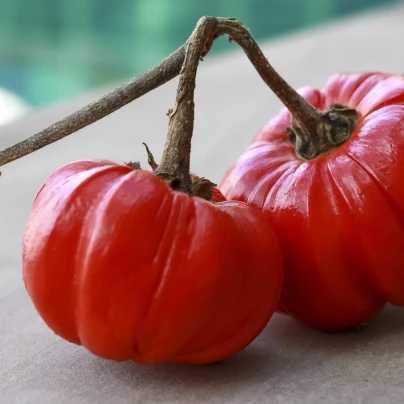 Okrasný lilek Goyo - Solanum melongena - semena - 10 ks