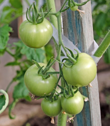 BIO Rajče White Beauty - Solanum lycopersicum - bio semena - 7 ks