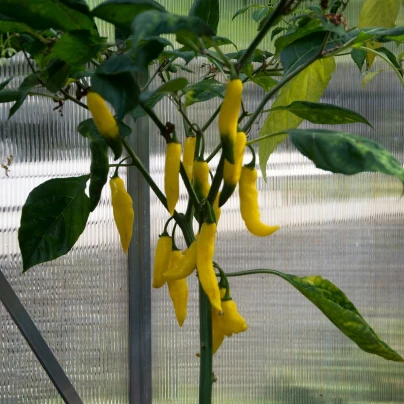 Chilli Aji Pineapple - Capsicum baccatum - semena - 7 ks