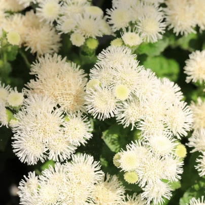 Nestařec americký White Mountain - Ageratum houstonianum - semena - 30 ks