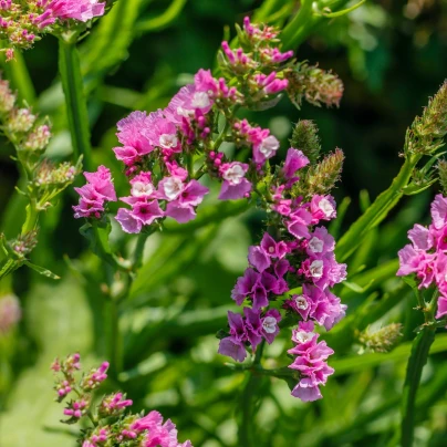 Limonka chobotnatá fialová - Limonium sinuatum - semena - 30 ks