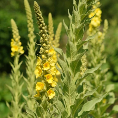 Divizna sápovitá - Verbascum phlomoides - semena - 0,1 g