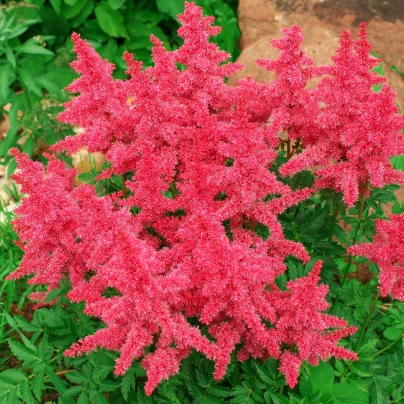 Čechrava Koblenz - Astilbe - cibuloviny - 1 ks