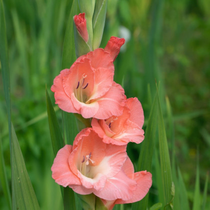 Mečík Rose Supreme - Gladiolus - cibuloviny - 3 ks